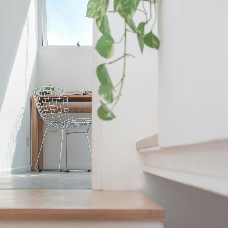 green vine plant on white wall