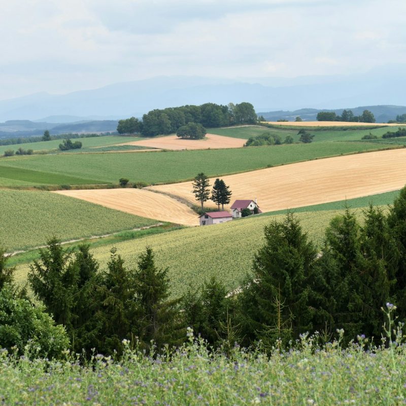 green grass field under blue sky during daytime
